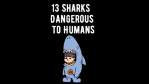 Sharks Considered Dangerous to Humans