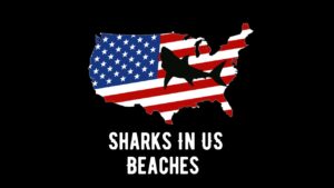 Are There Sharks In US Beaches Which Ones