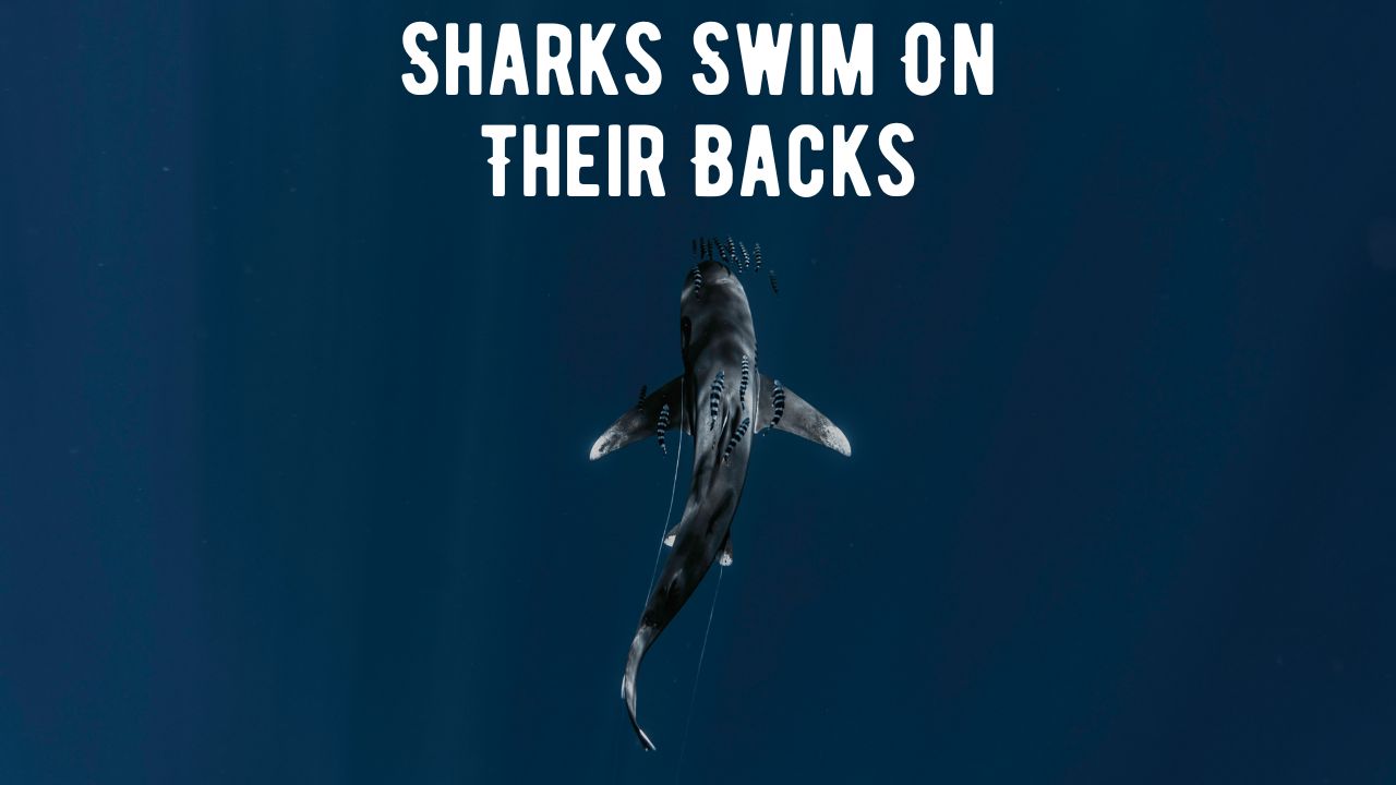 Sharks Swim On Their Backs