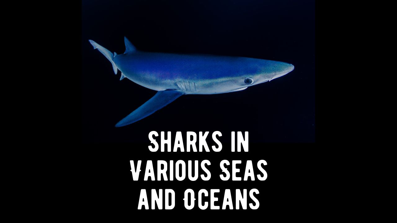 Sharks in Various Seas and Oceans Worldwide