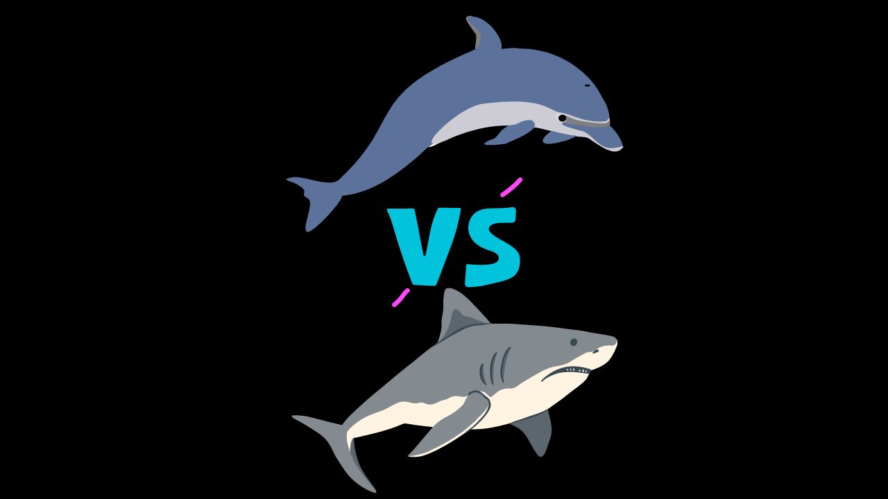 Between Sharks and Dolphins