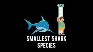 Smallest Shark Species