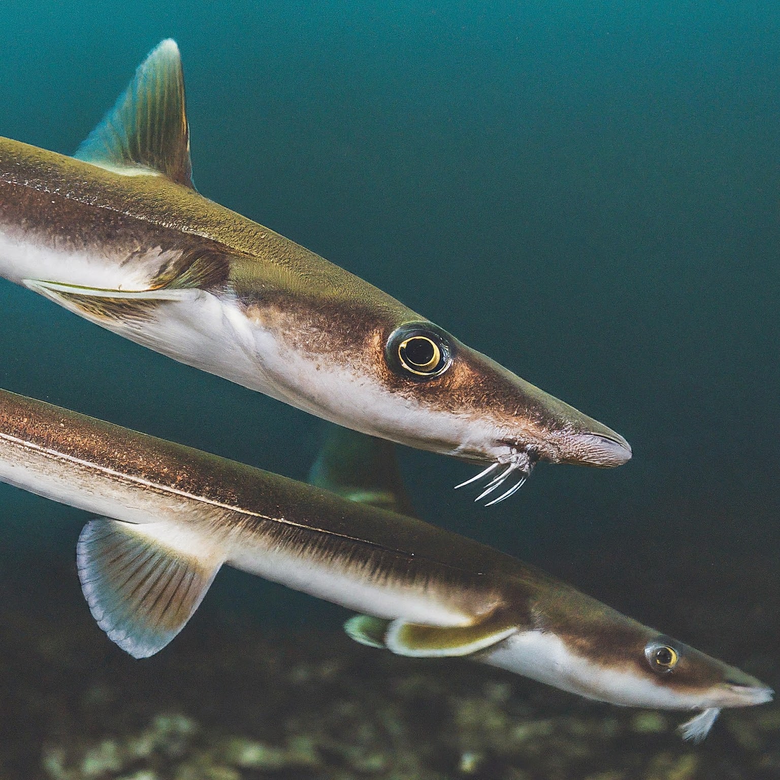 Venomous Shark: Spiny Dogfish or Spurdog Shark - Shark Truth