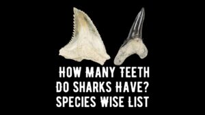 How Many Teeth Do Sharks Have