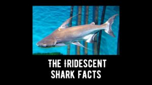 The Iridescent Shark