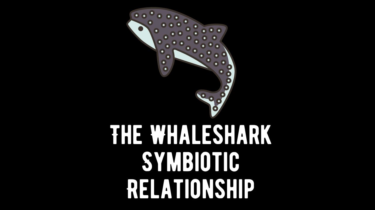 The Whaleshark Symbiotic Relationships