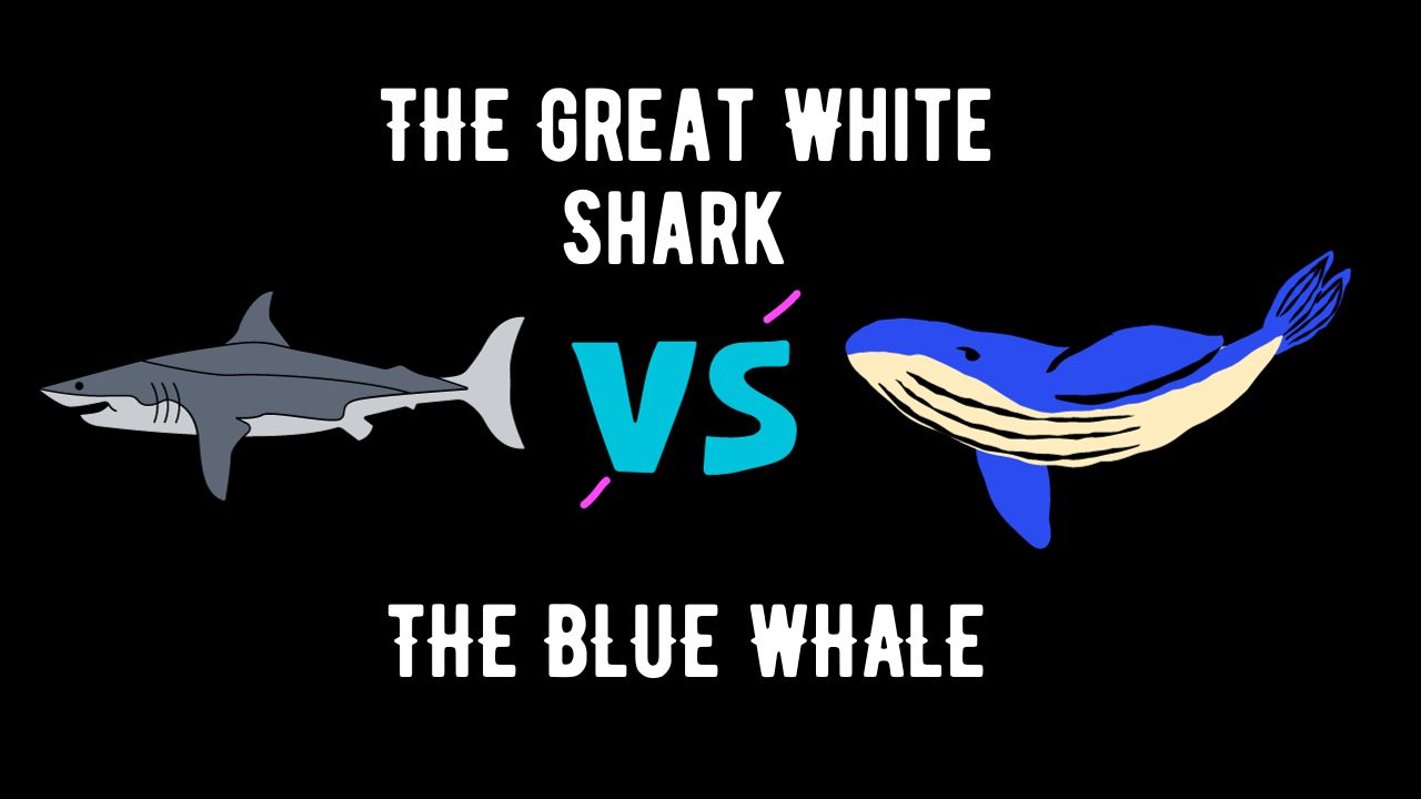 The Great White Shark vs The Blue Whale