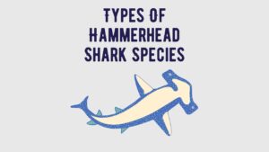 Types Of Hammerhead Shark Species