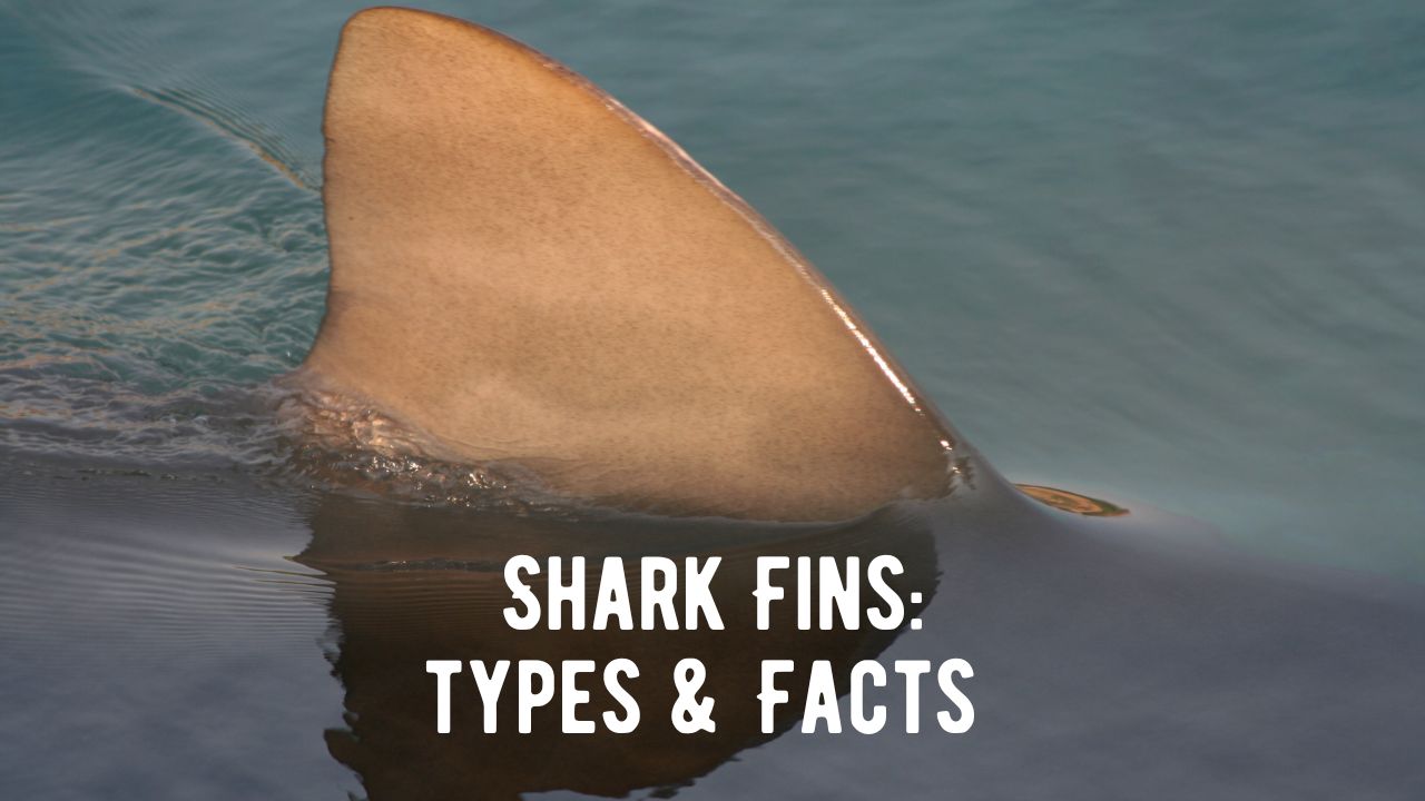 8 Types Of Shark Fins: Anatomy, Facts & More - Shark Truth