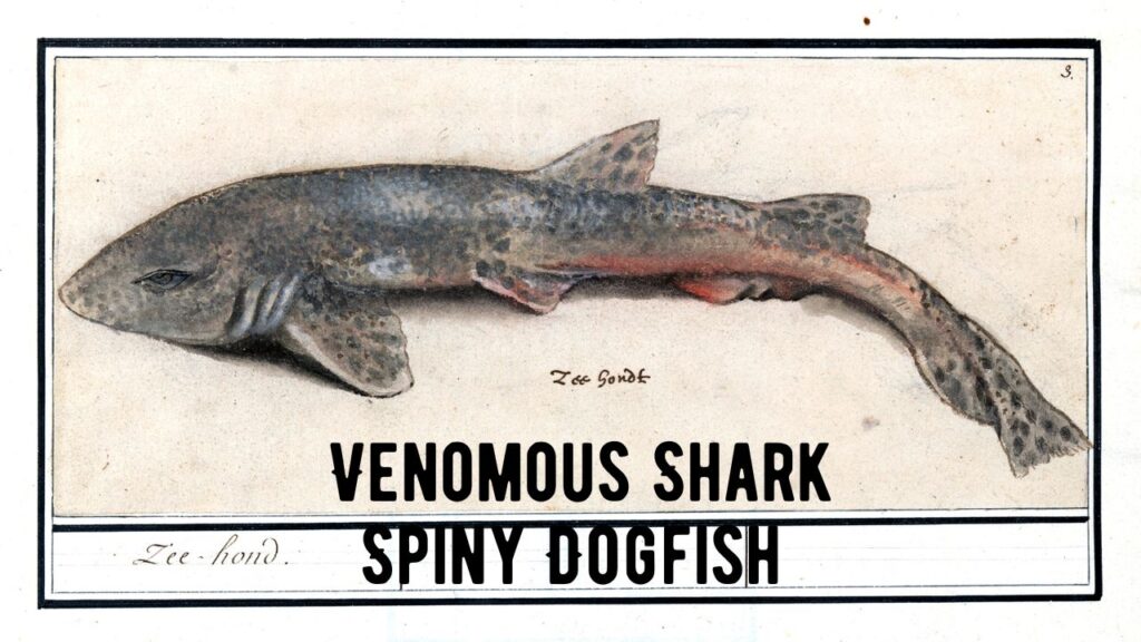 Venomous Shark: Spiny Dogfish or Spurdog Shark - Shark Truth