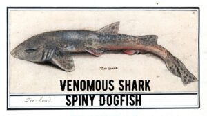 Venomous Shark-Spiny Dogfish