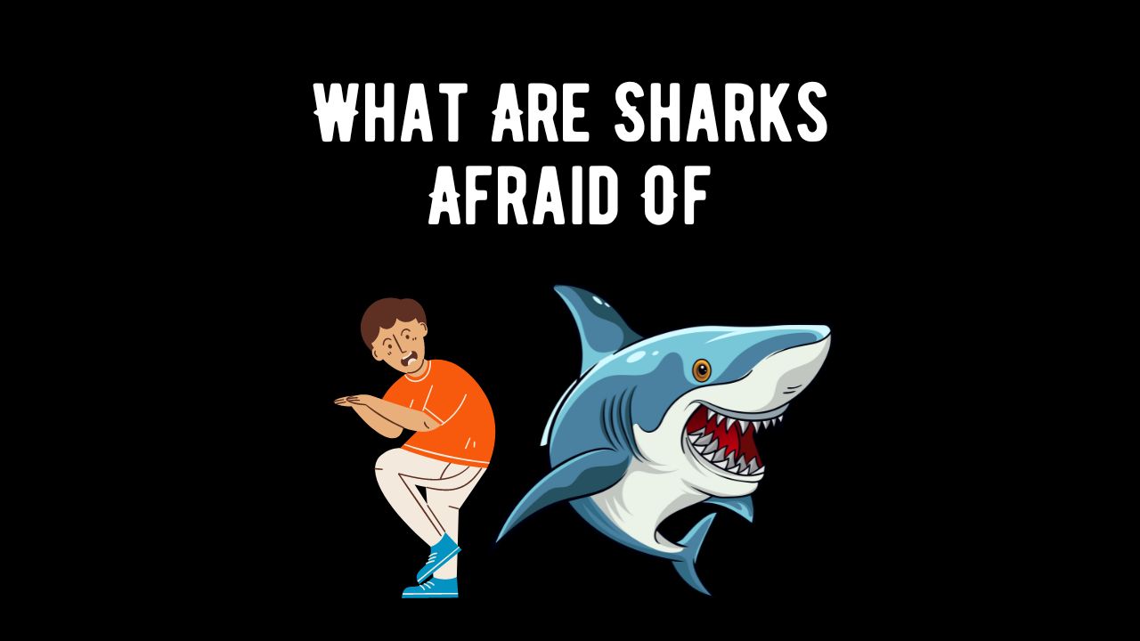 What Are Sharks Afraid Of