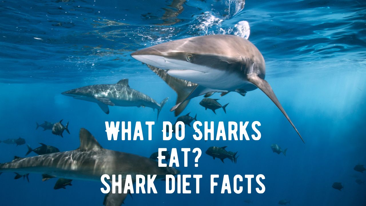 What Do Sharks Eat