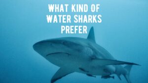 What Kind Of Water Sharks Like