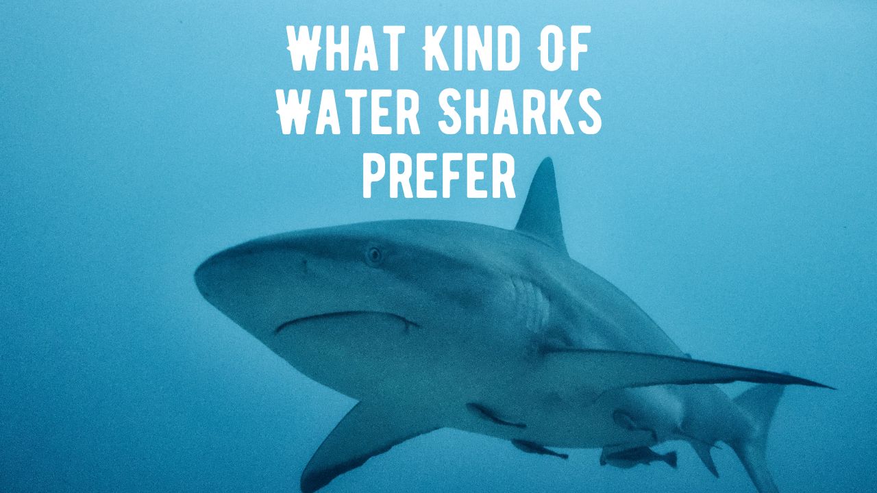 What Kind Of Water Sharks Like? Cold, Hot, Salty Or Brackish Etc