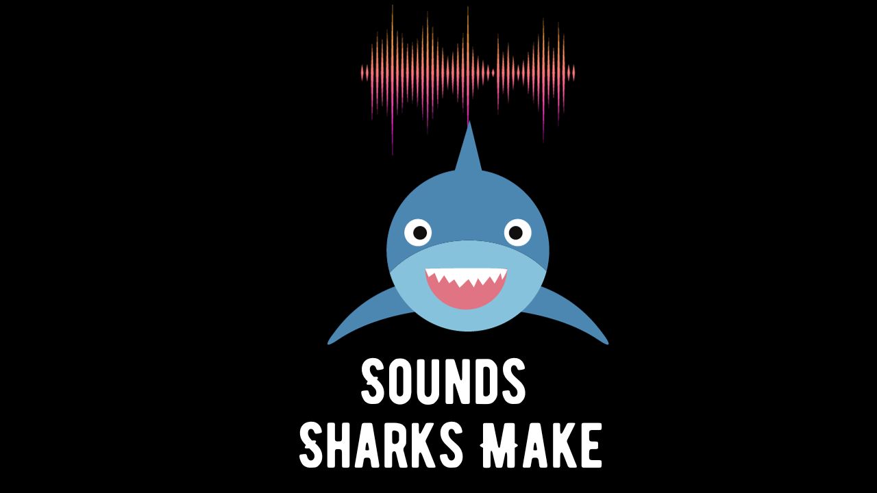 What Sounds Do Sharks Make