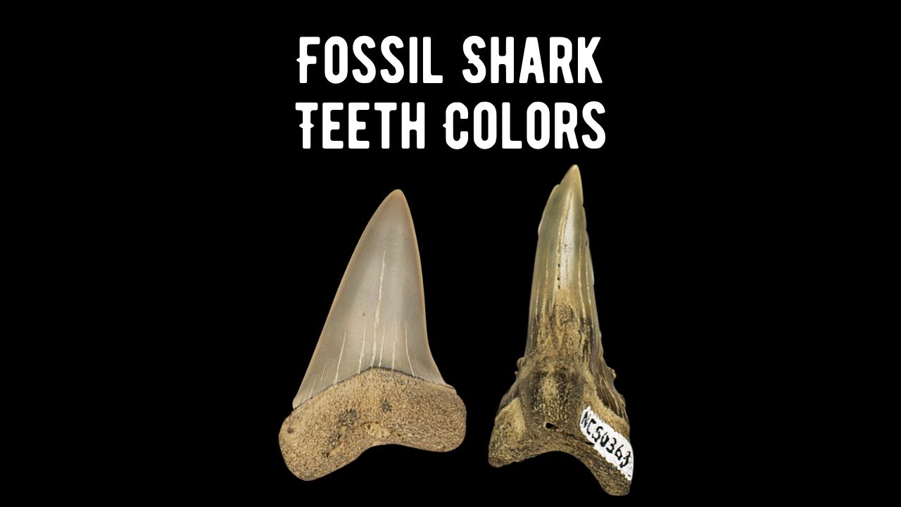 Fossil Shark Teeth Different Colors