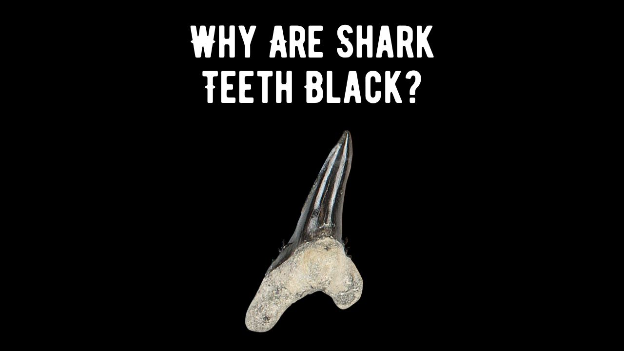 Why Are Shark Teeth Black