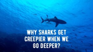 Why Do Sharks Get Creepier The Deeper I Go