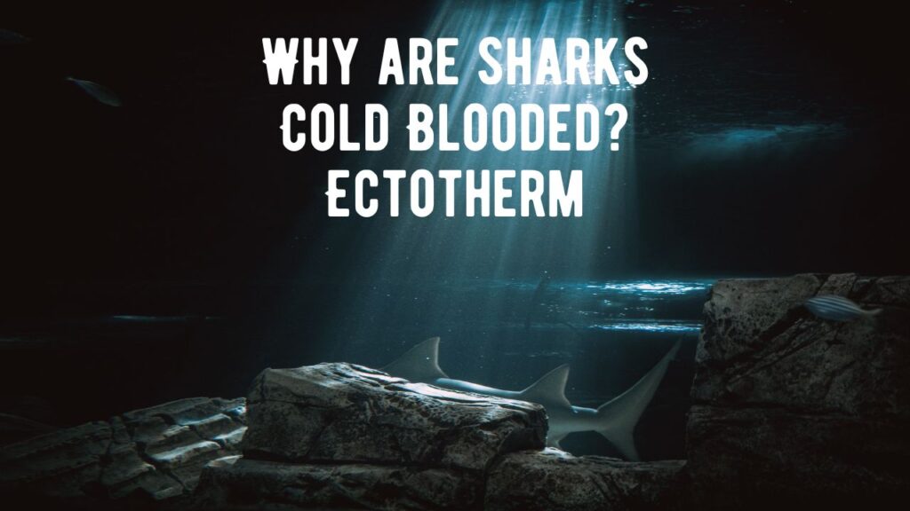 Are Sharks Warm Or Cold Blooded? Ectotherm And Thermoregulation - Shark ...