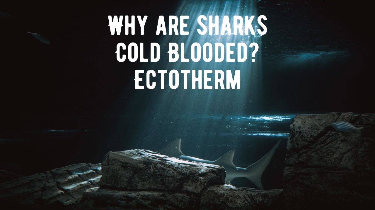 Why are sharks Cold Blooded Ectotherm