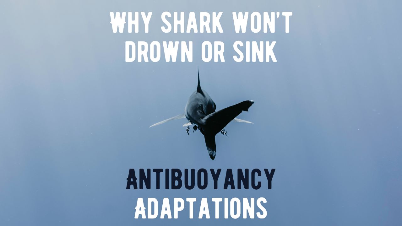 Antibuoyancy Sinking Adaptations