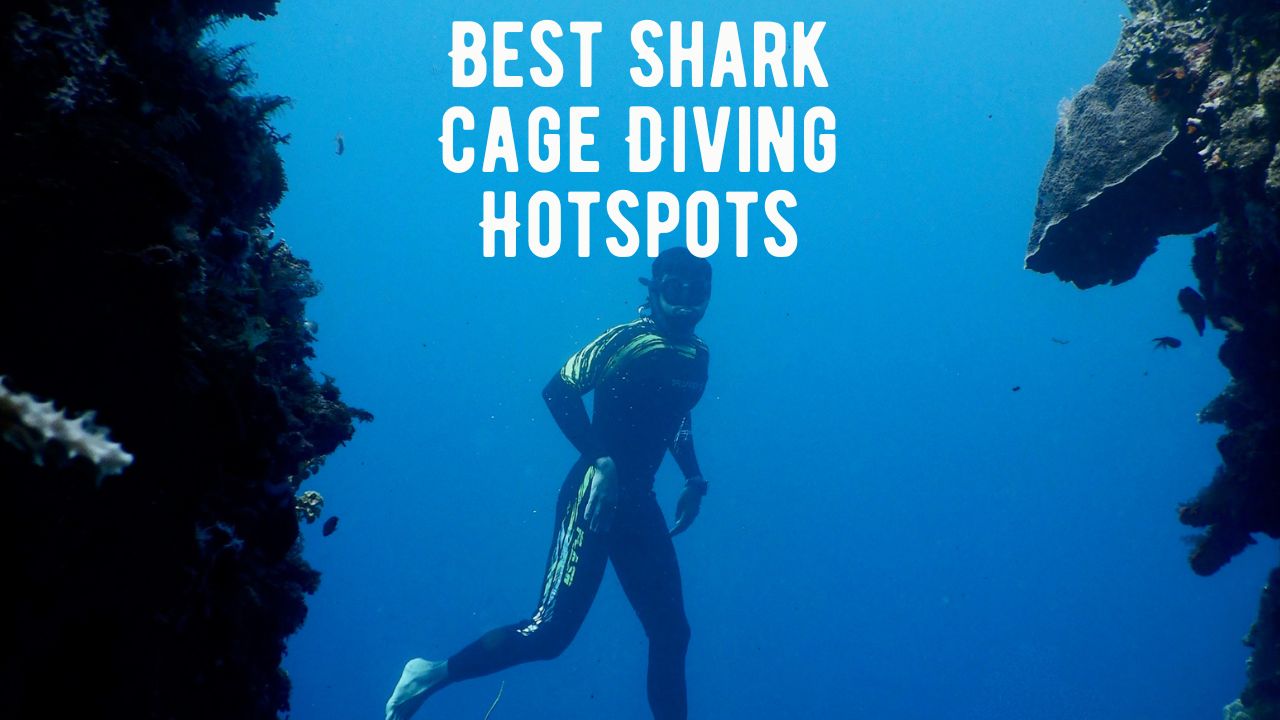 14 Best Shark Cage Diving Hotspots Around the World