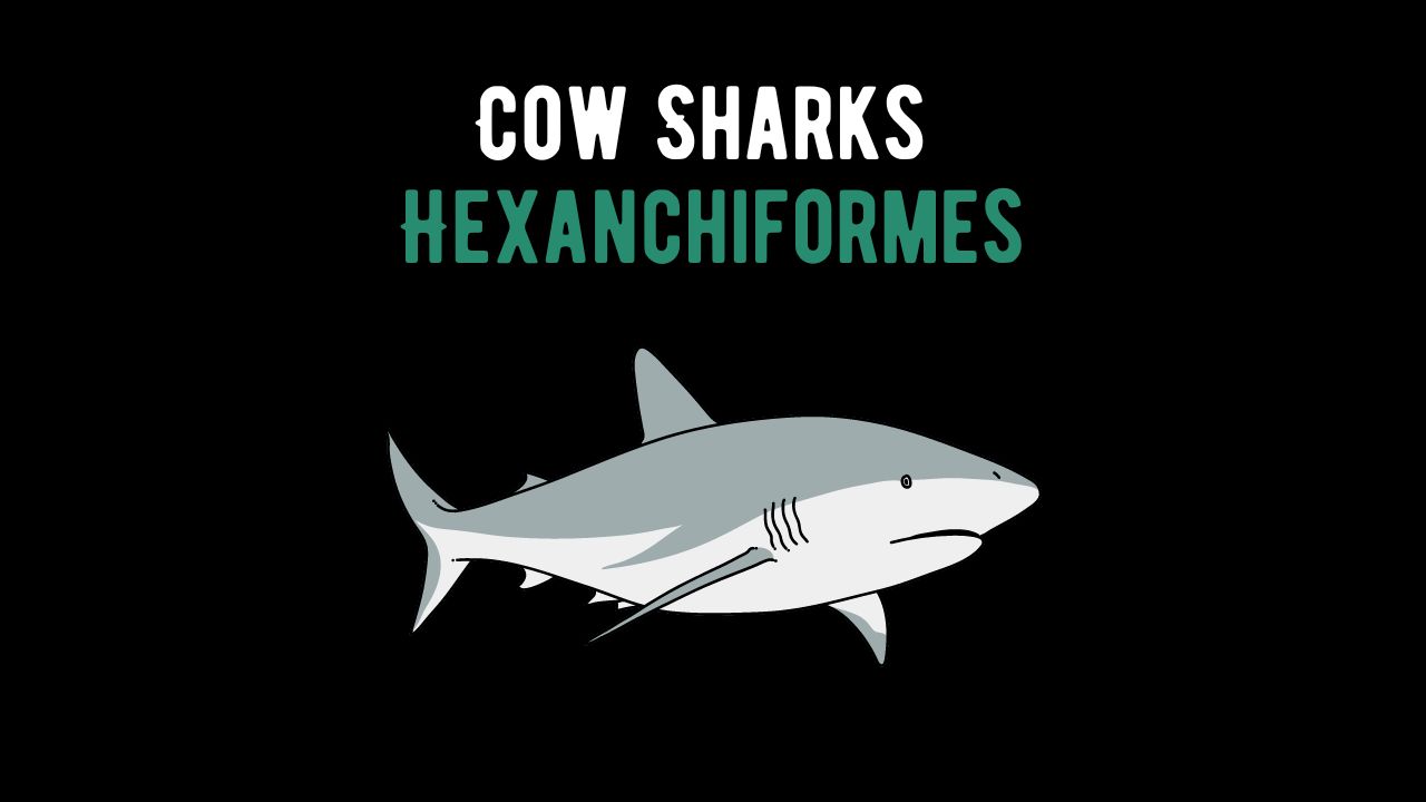 Cow Sharks or Hexanchiformes