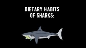 Dietary Habits of Sharks