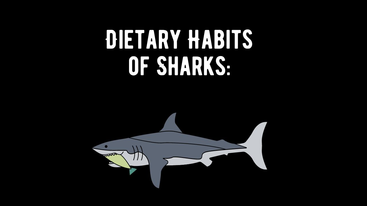 Dietary Habits of Sharks