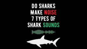 Do Sharks Make Noise Types of Shark Sounds