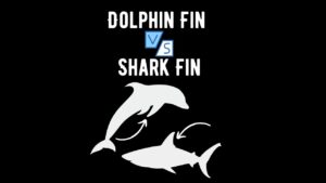 Dolphin Fin vs Shark Fin