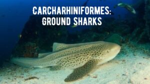 Unveiling Carcharhiniformes: Exploring the Diversity of Ground Sharks