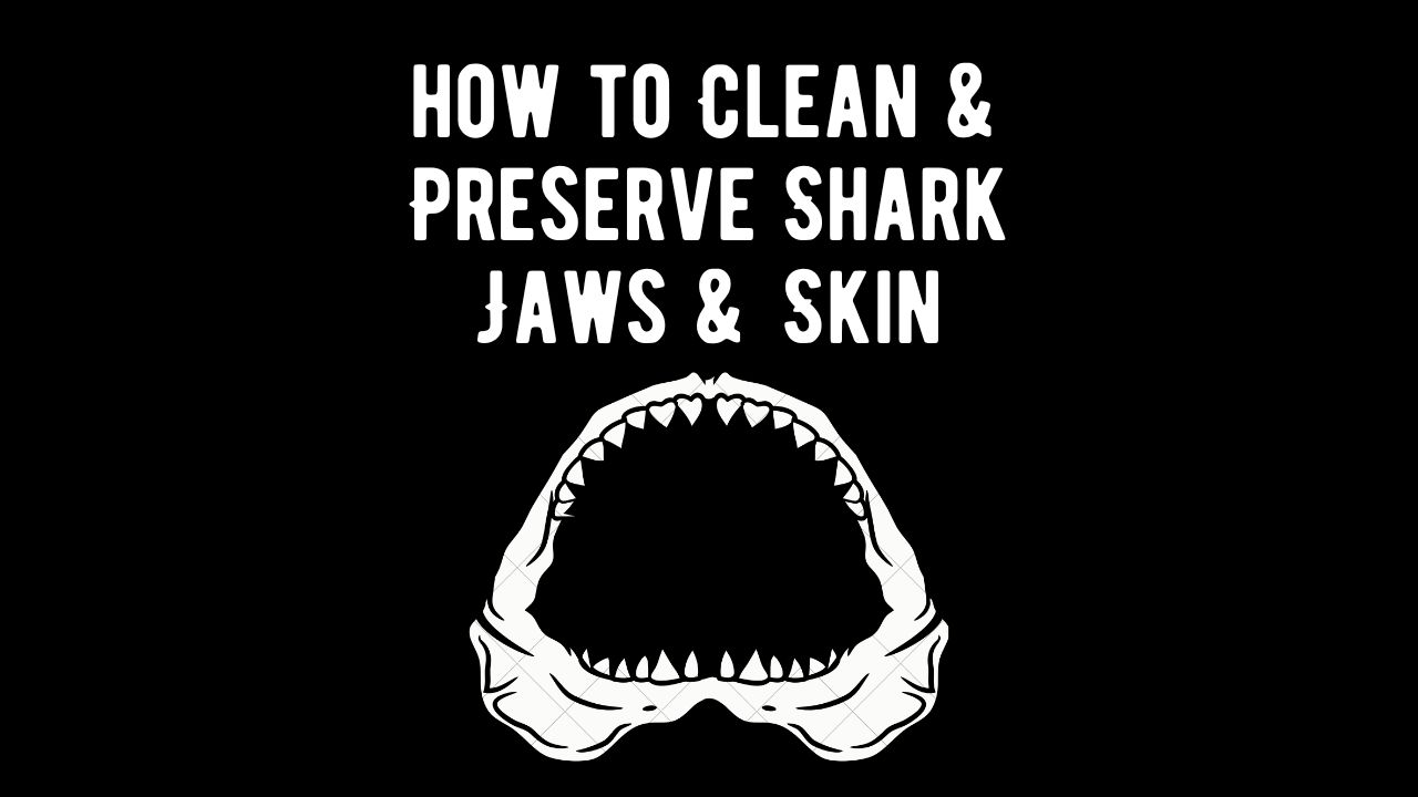 How to Clean and Preserve Shark Jaws and Skin