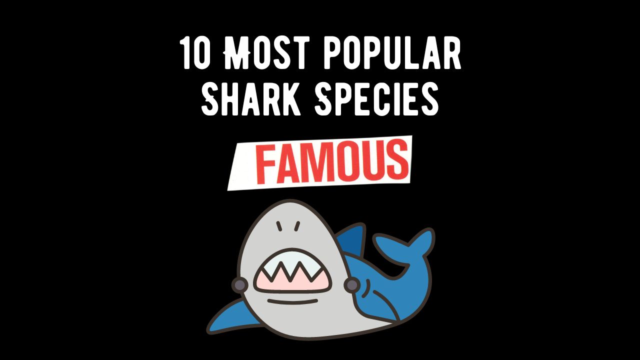 10 Most Famous and Popular Shark Species