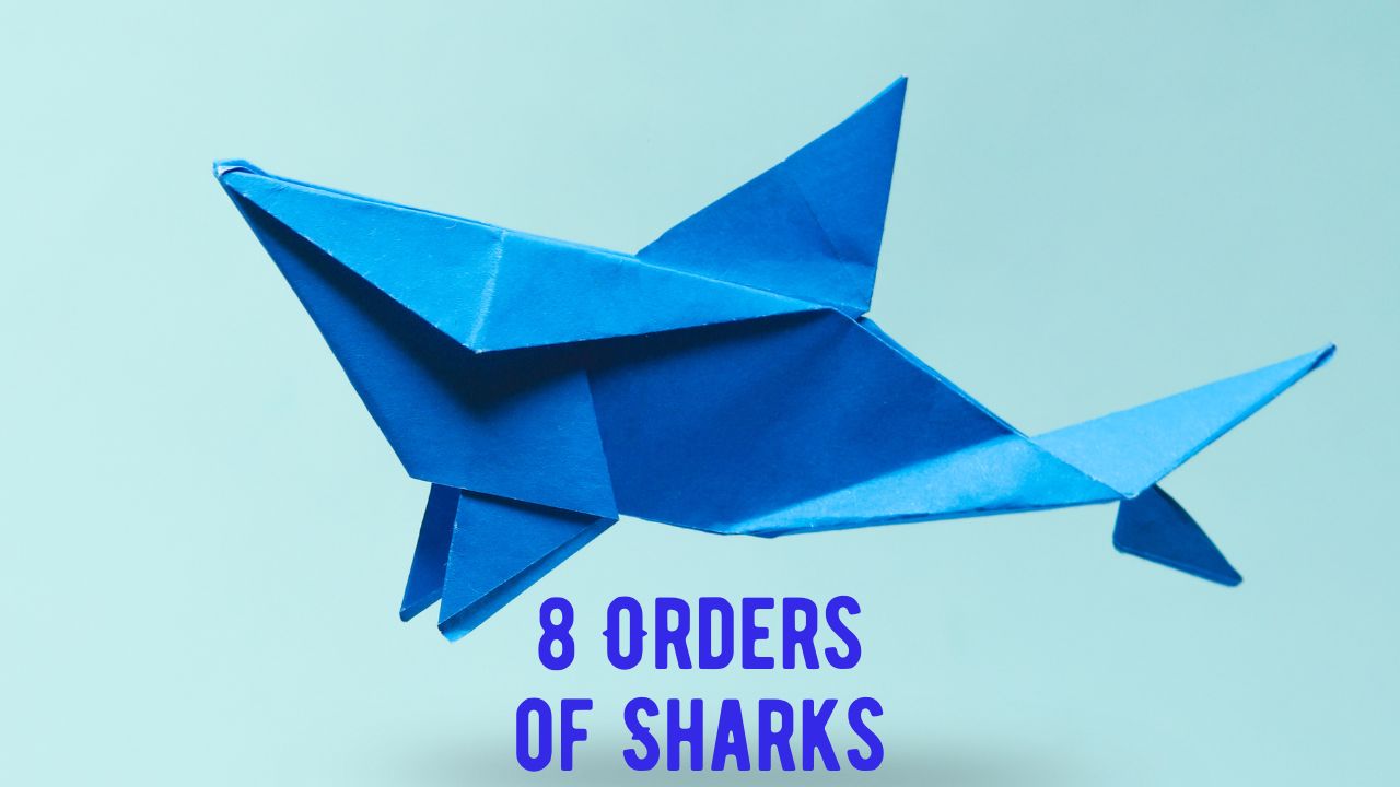 8 Orders of Sharks Diverse World of Sharks