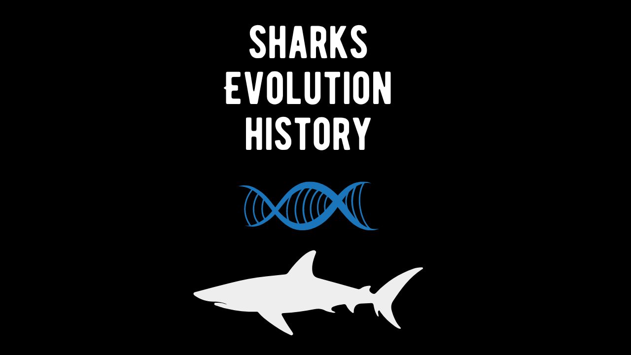 Shark Evolution