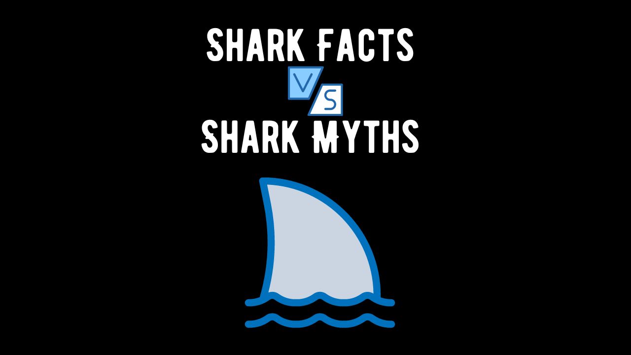 Shark Facts vs Shark Myths