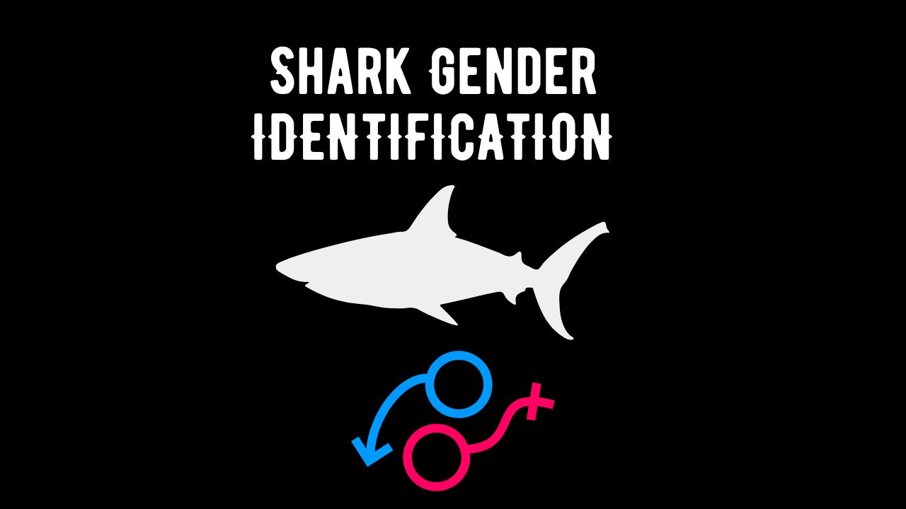 Shark Gender