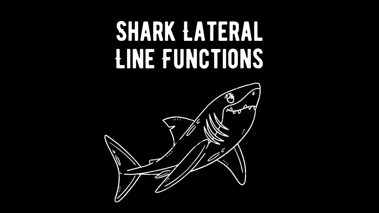 Shark Lateral Line Function