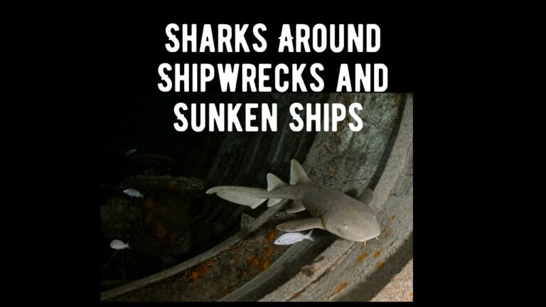 Sharks And Shipwrecks: Do Sharks Hover Around Sunken Ships? - Shark Truth