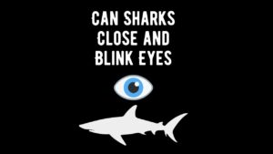 Sharks Close Their Eyes