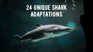 Unique Adaptations of Sharks