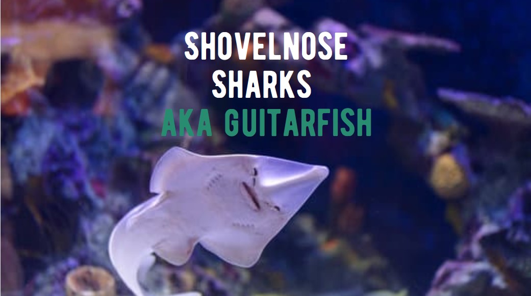 What are Shovelnose Sharks or Guitarfish?