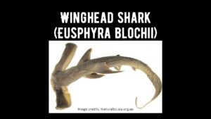 Winghead Shark (Eusphyra blochii)