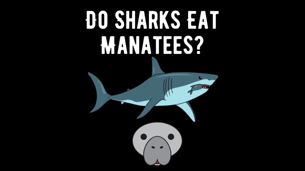 Do Sharks Eat Manatees? Exploring Manatee Predators - Shark Truth