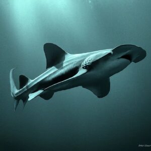 Elephant Shark