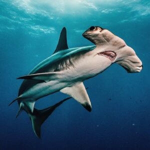 Hammerhead Shark