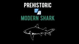 Prehistoric Sharks vs Modern Sharks