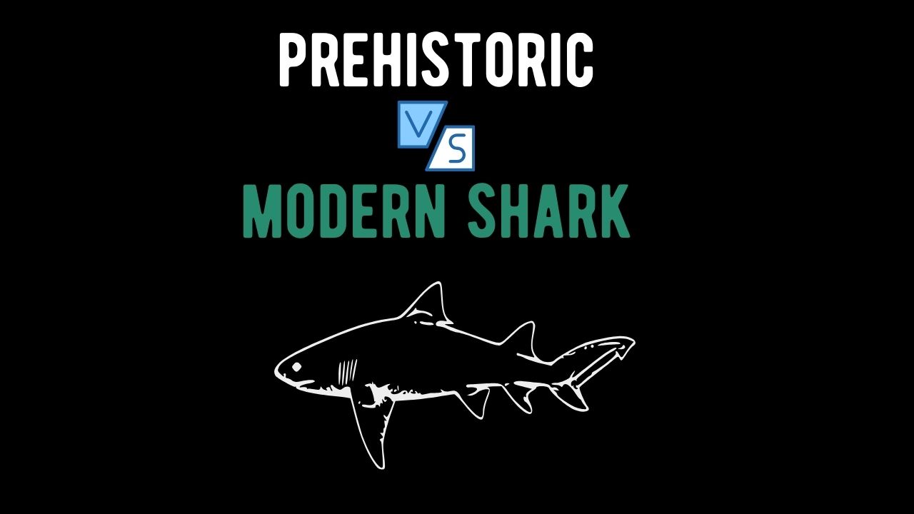 Prehistoric Sharks vs Modern Sharks